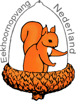 Eekhoornopvang Nederland