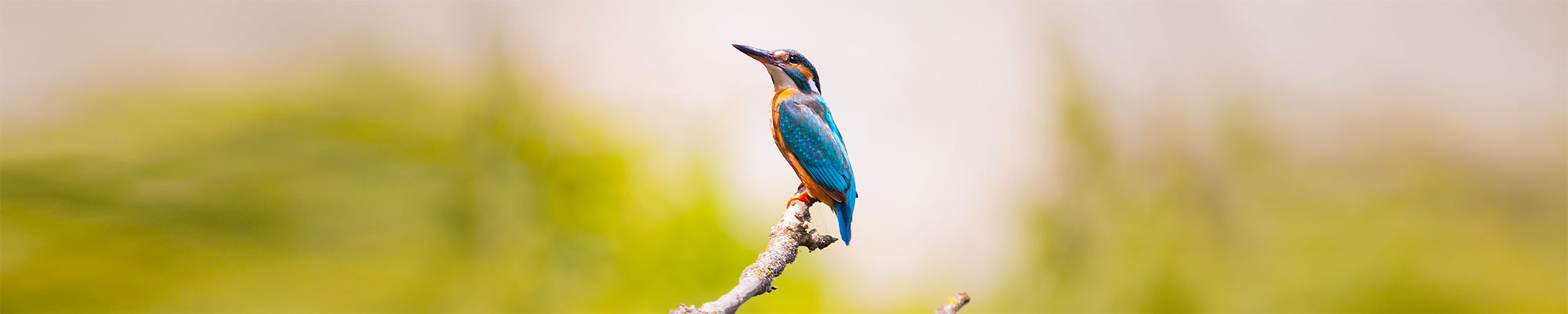 Kingfisher